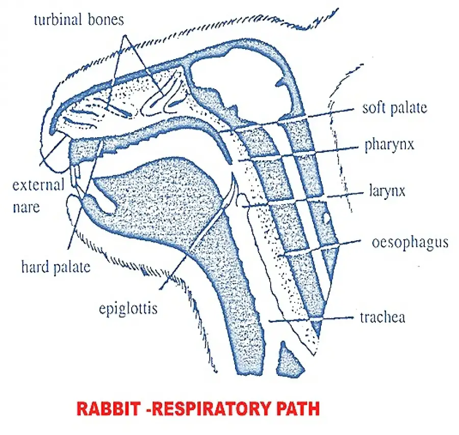 BREATHING AND MECHANISM OF GAS EXCHANGE RESPIRATION IN RABBIT