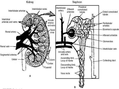 Human kidney and nephron.