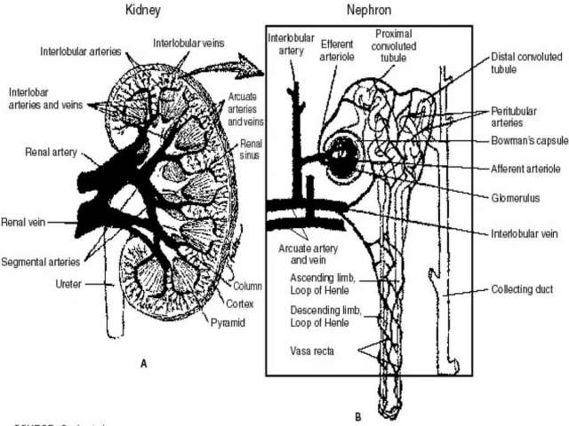 Human kidney and nephron.