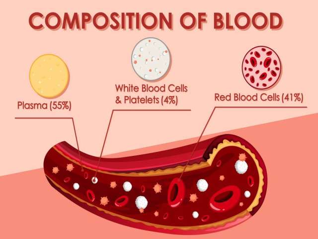 Diagram showing composition of blood.