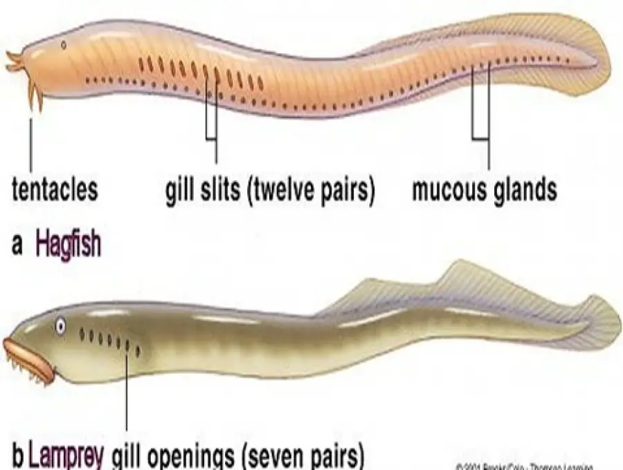 Lamprey External Anatomy