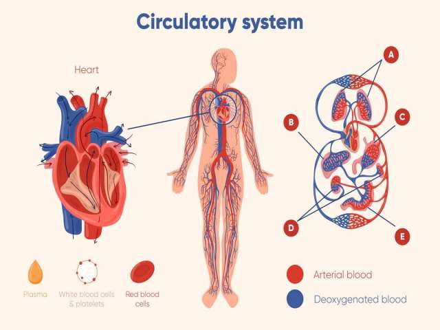 Free vector hand drawn circulatory system graphic.