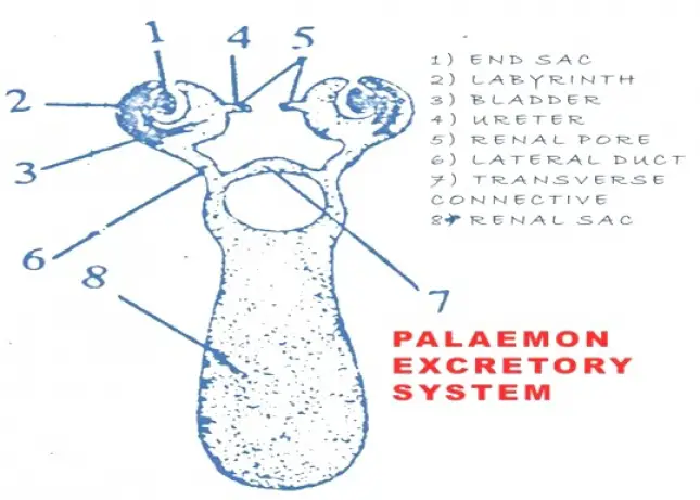 PALAEMON (PRAWN) EXCRETORY SYSTEM