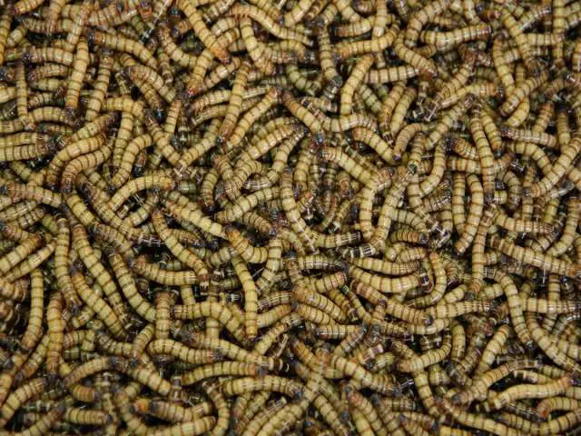 Background of many living Mealworm larvae.