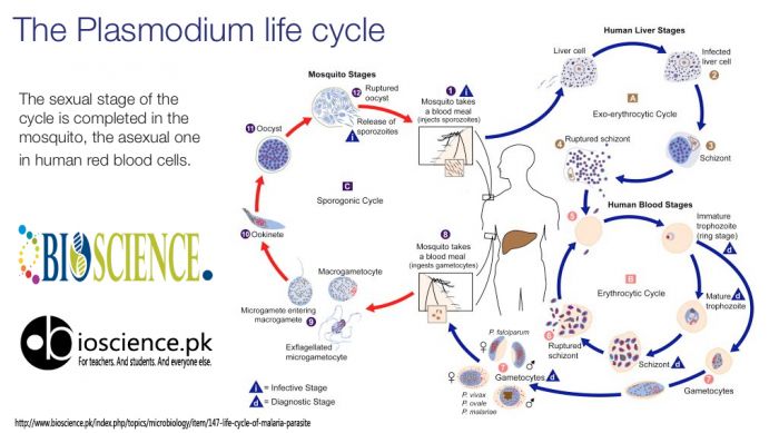 The Plasmodium Life Cycle