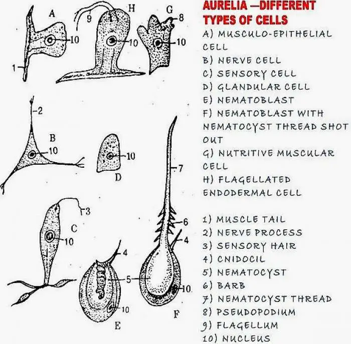 HISTOLOGY OF AURELIA (JELLYFISH CELLS)