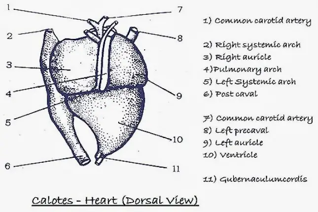 CALOTES: HEART (DORSAL VIEW)