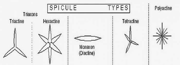 TYPES OF SPICULES