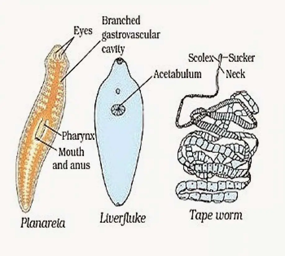 Platyhelminthes diploblastic triploblast, Hrănirea platyhelminthes cervicale