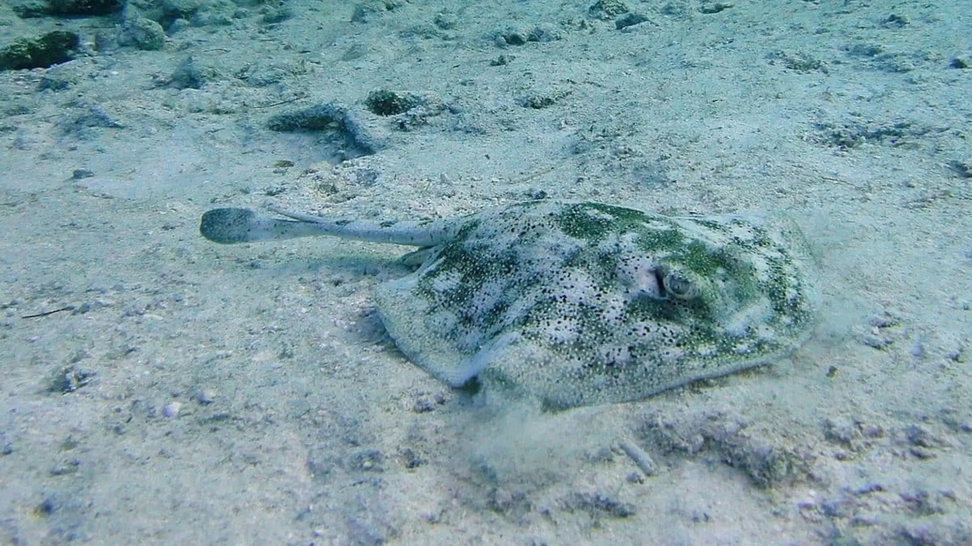 A 419 Million Year Old Fish Found In China Has An Unusual Feature That Reveals How It Lived On The Seafloor Scaled 1