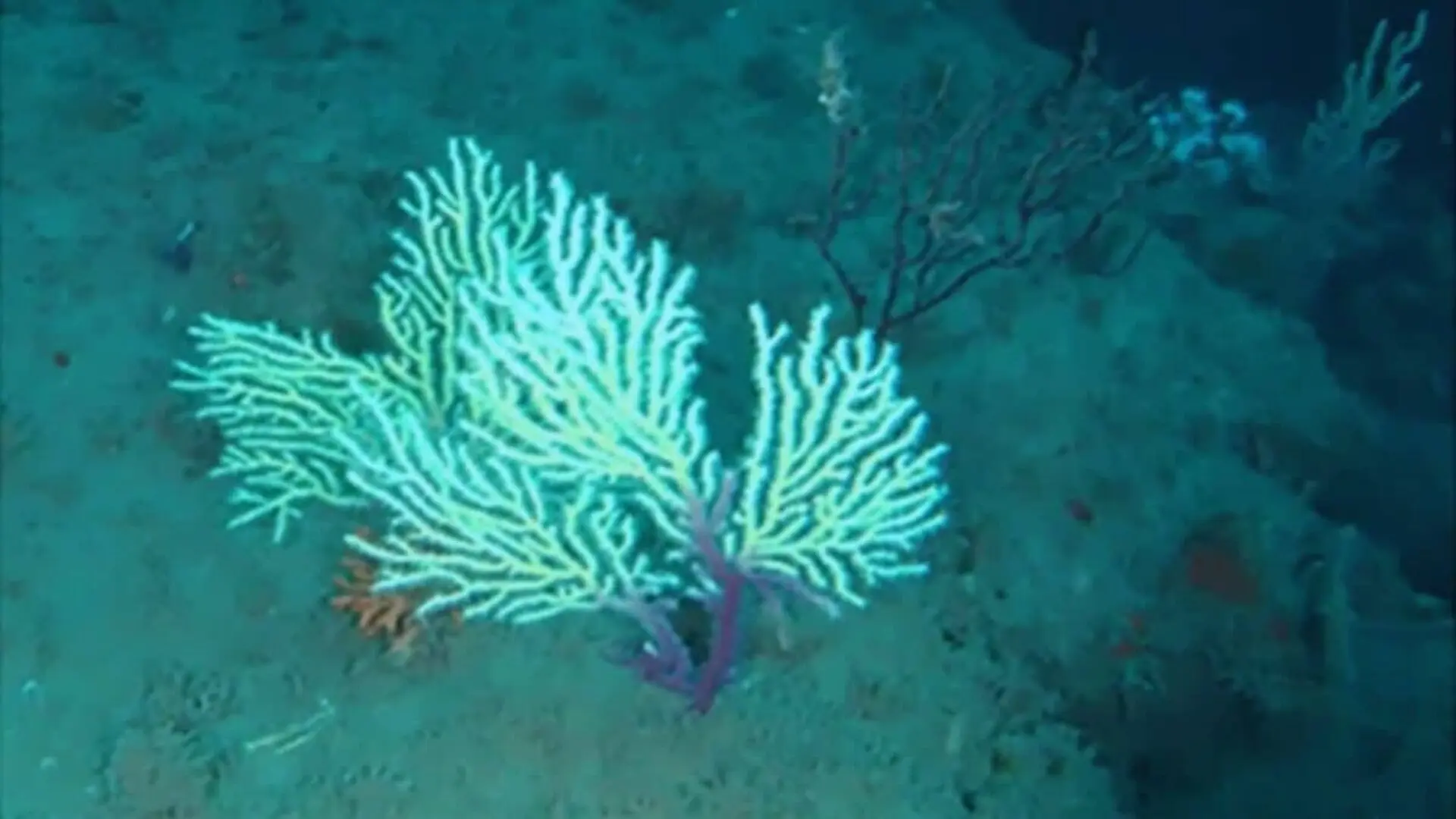 Scientists Returned To A Dead Coral Reef After 60 Years And Found A Hidden Ecosystem Scaled