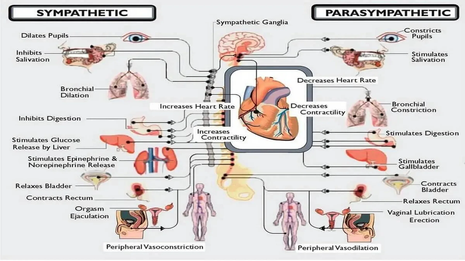 Sympathetic and Parasympathetic Nervous System.