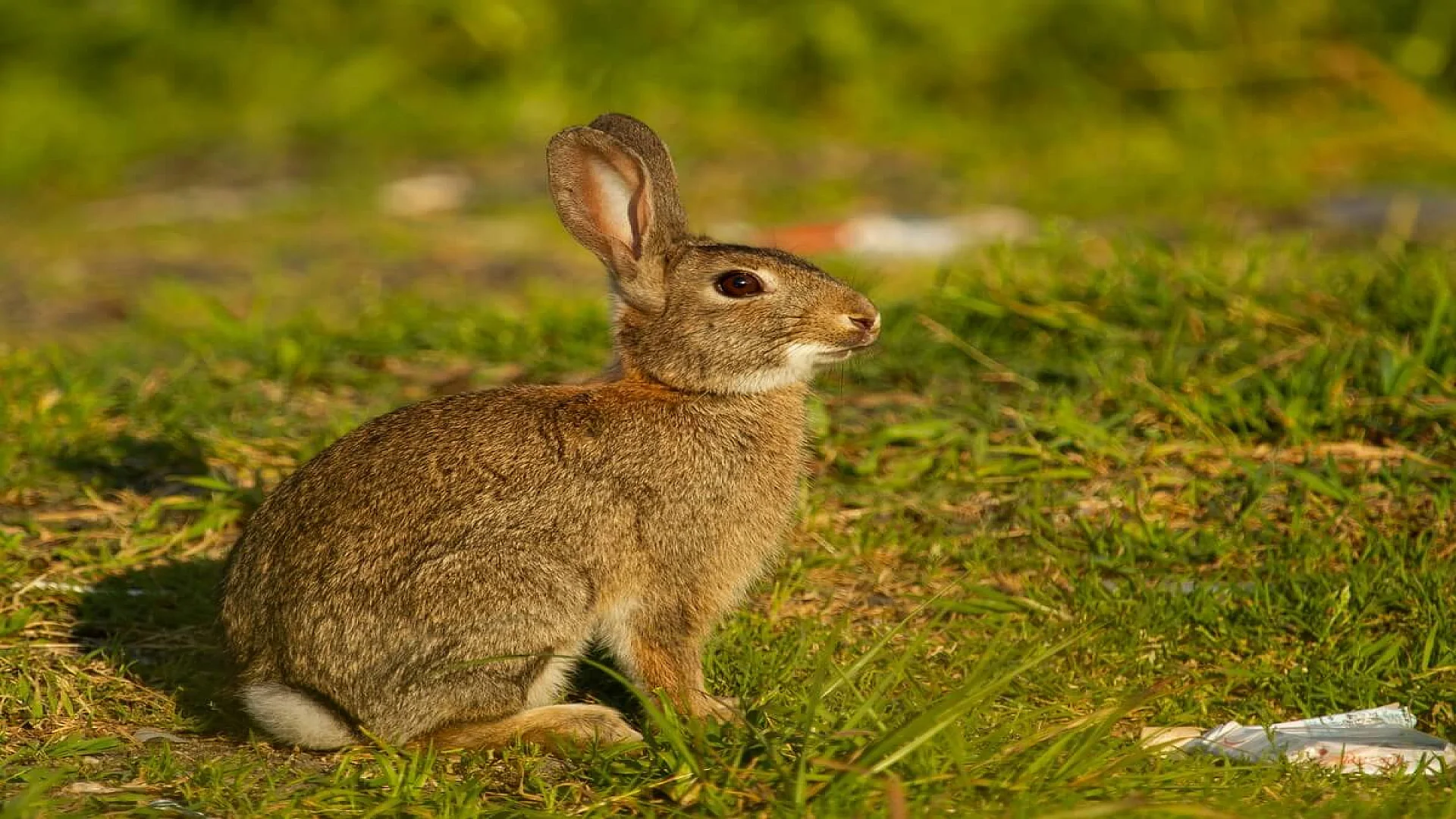 Closeup of European Rabbit in Meadow