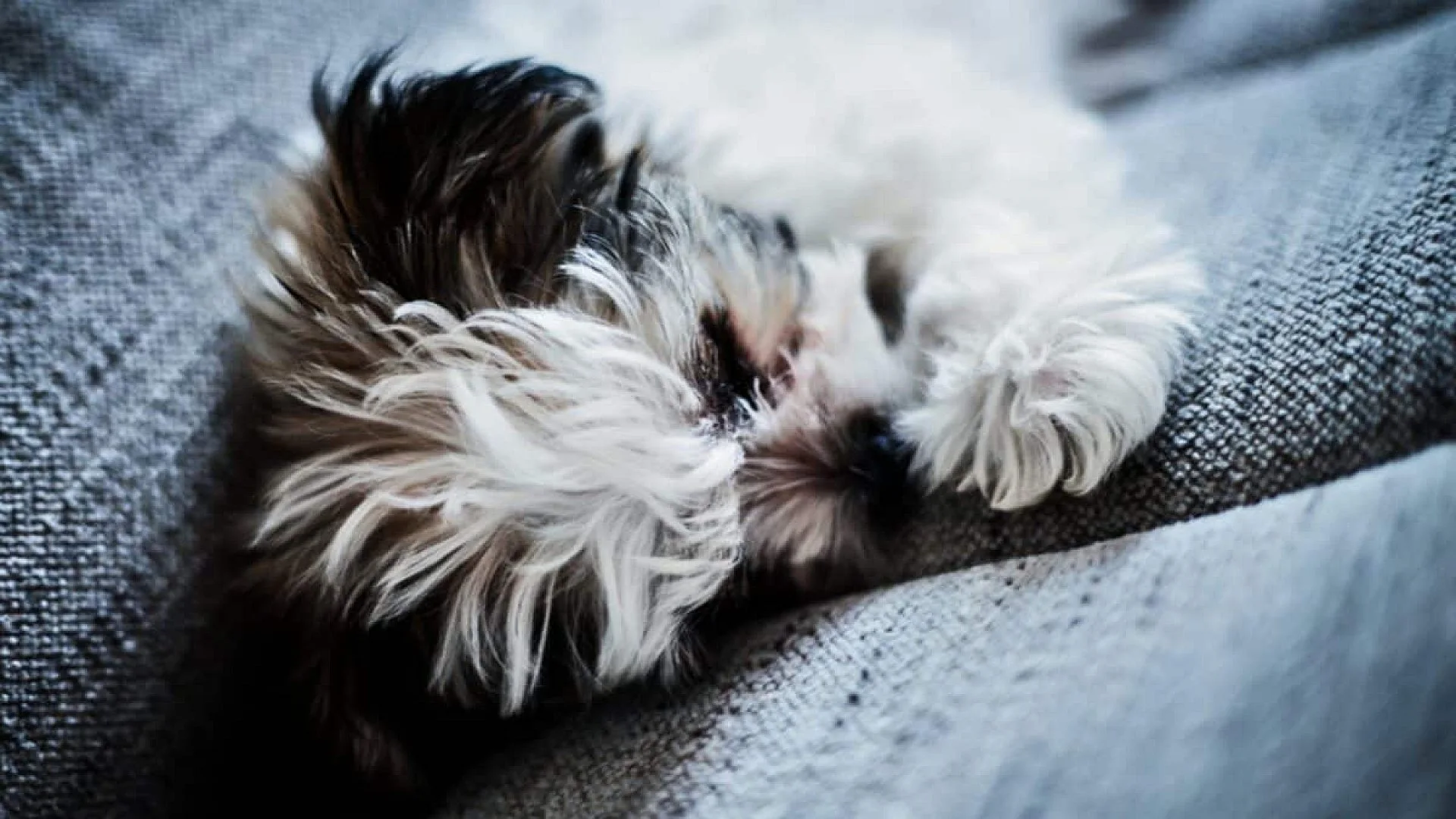 Veterinarians Say Dogs Should Sleep In One Place Owners Often Overlook Scaled