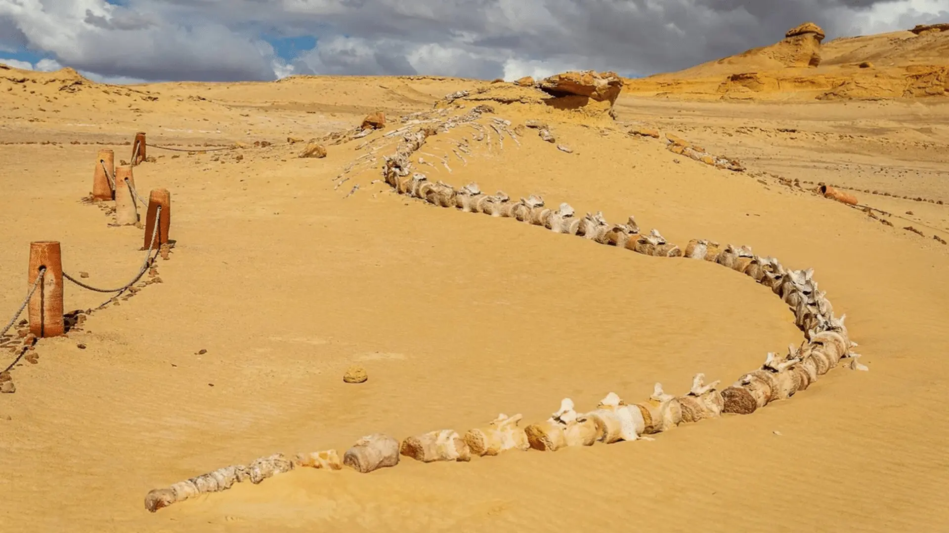 Hidden Beneath Egypts Sands An Ancient Whale Graveyard Reveals One Of Evolutions Greatest Stories Scaled