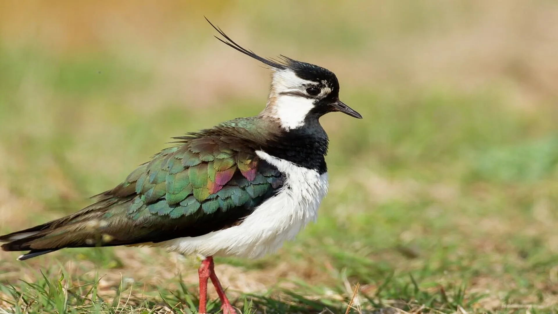 Closeup of a Northern Lapwing in a Meadow
