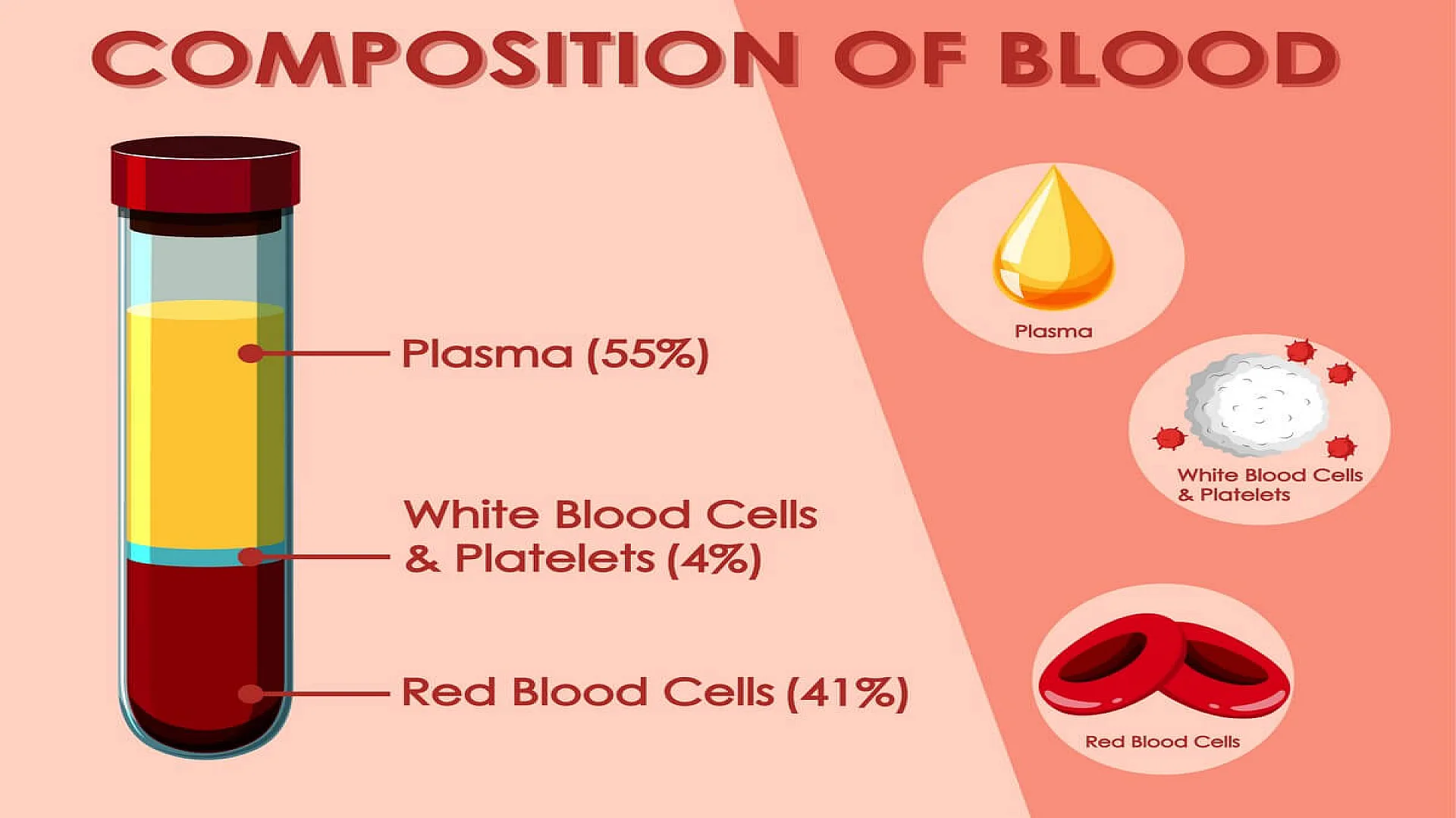 Free vector diagram showing composition of blood.