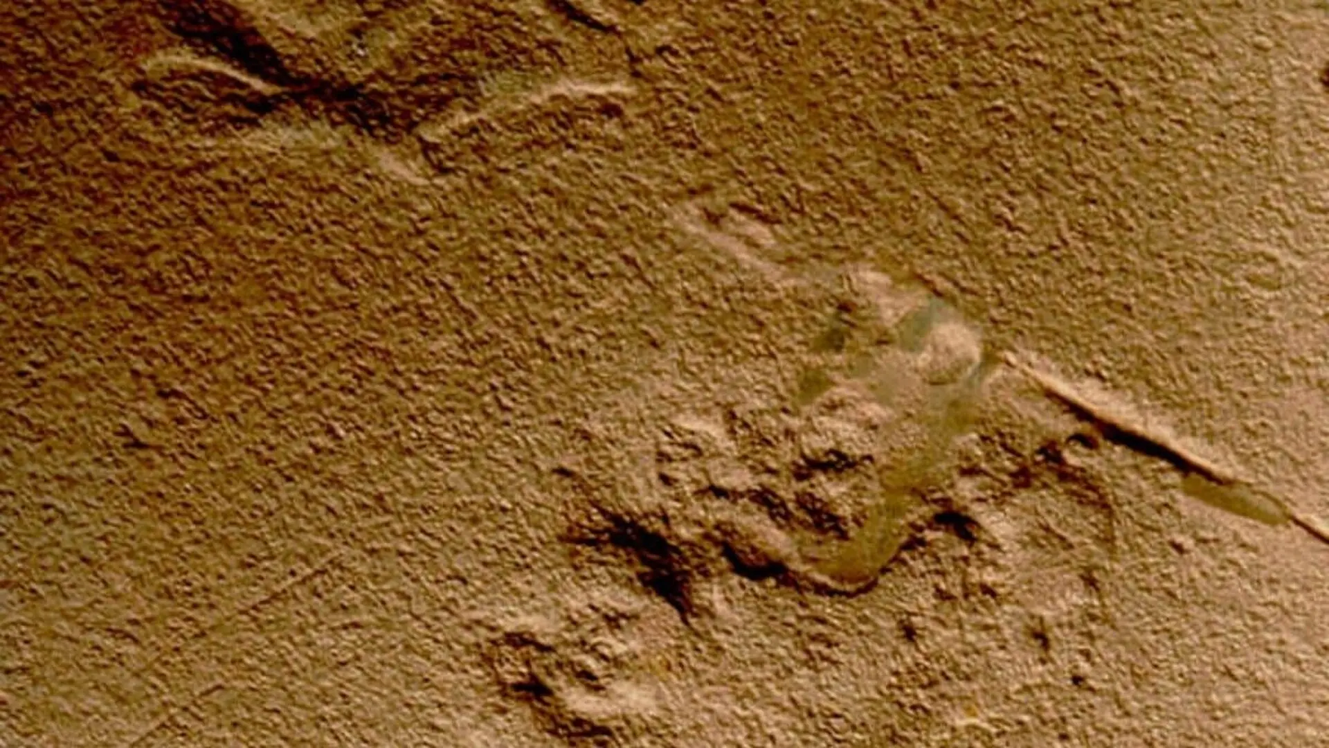 This 130 Million Year Old Footprints In Brazil Belongs To A Mammal Twice The Size Of Any Ever Found From The Dinosaur Age Scaled 1