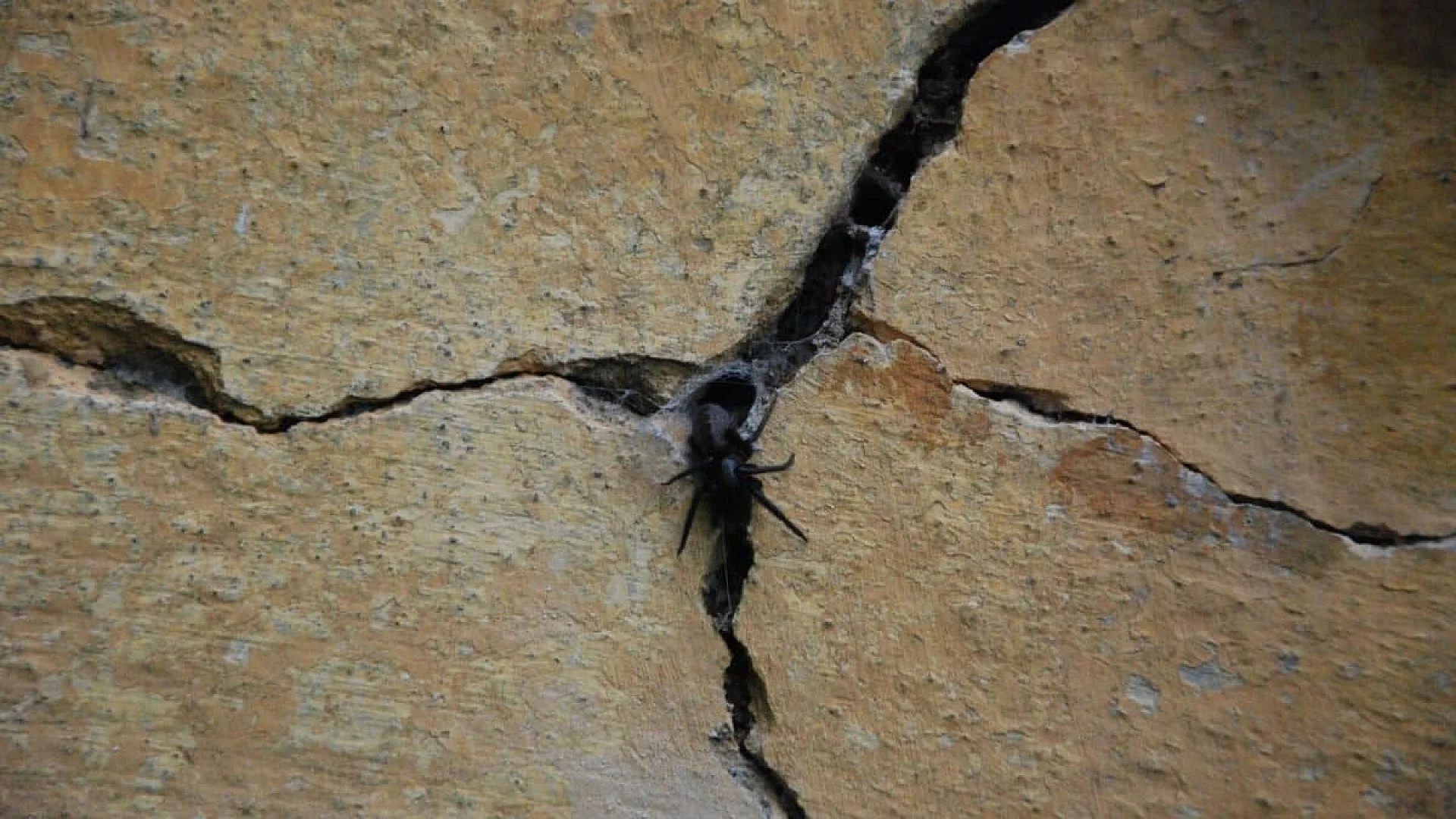Hidden In Wall Crevices Scientists Discover A Tiny Spider That Hunts Prey 6 Times Its Size Scaled