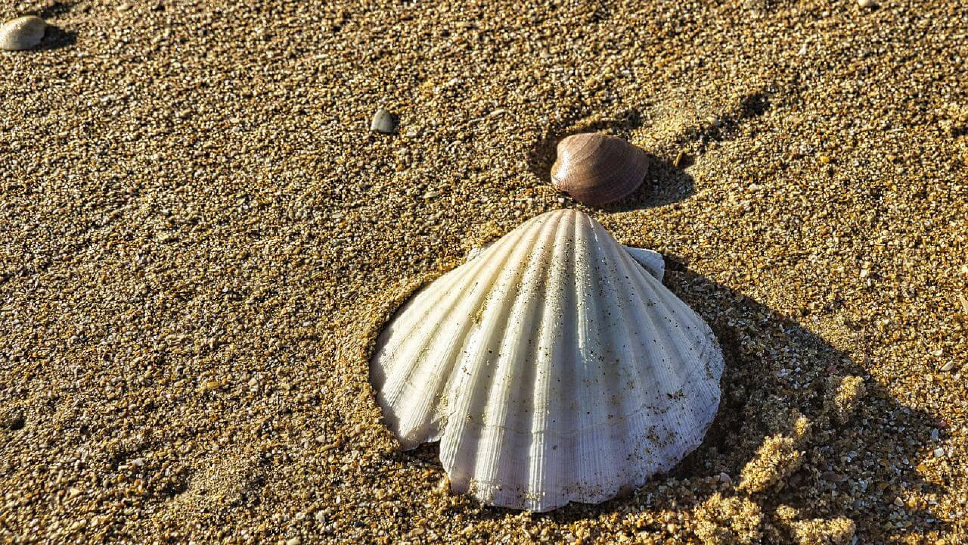 A large, white, fan-shaped scallop shell rests on coarse golden sand, positioned partially upright next to a smaller, smooth, brown clam shell.