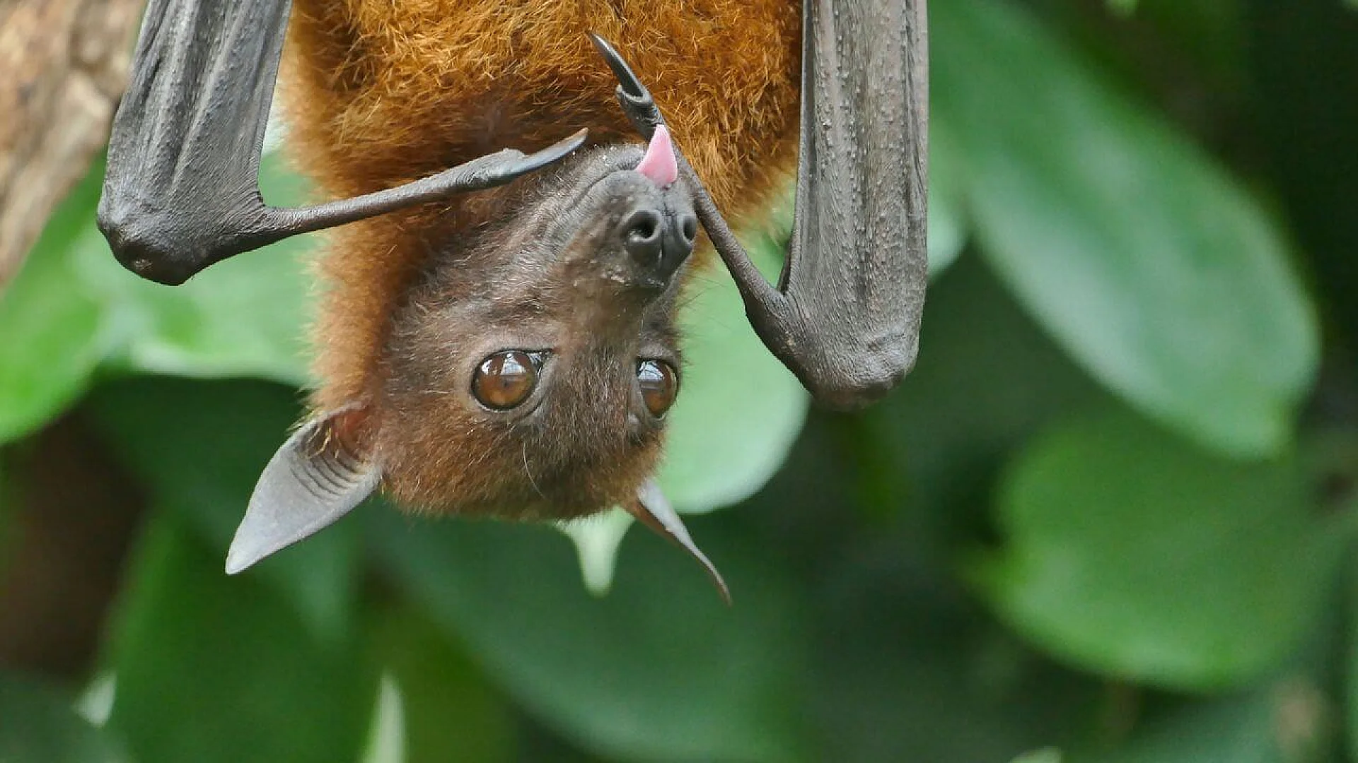 Close-up of an Egyptian fruit bat with dark fur and large eyes, illustrating the species used in a study showing how early-life environment shapes adult foraging behavior and boldness.