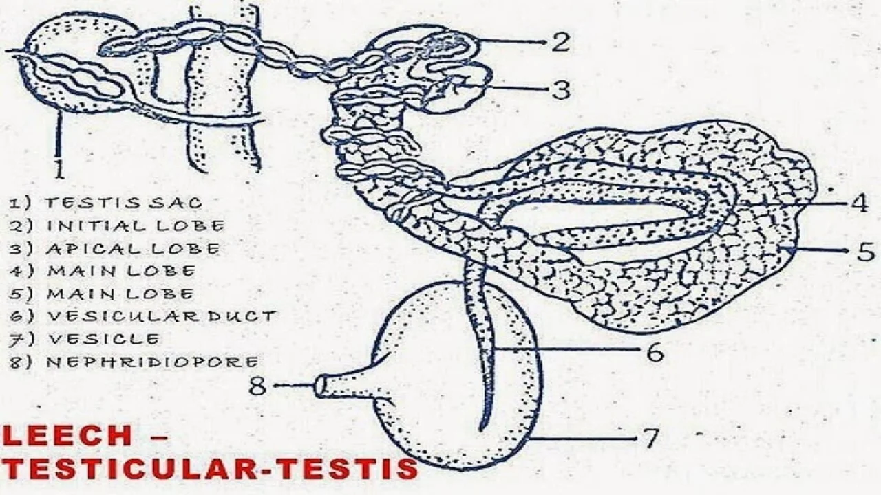 Leech: Testicular Testis