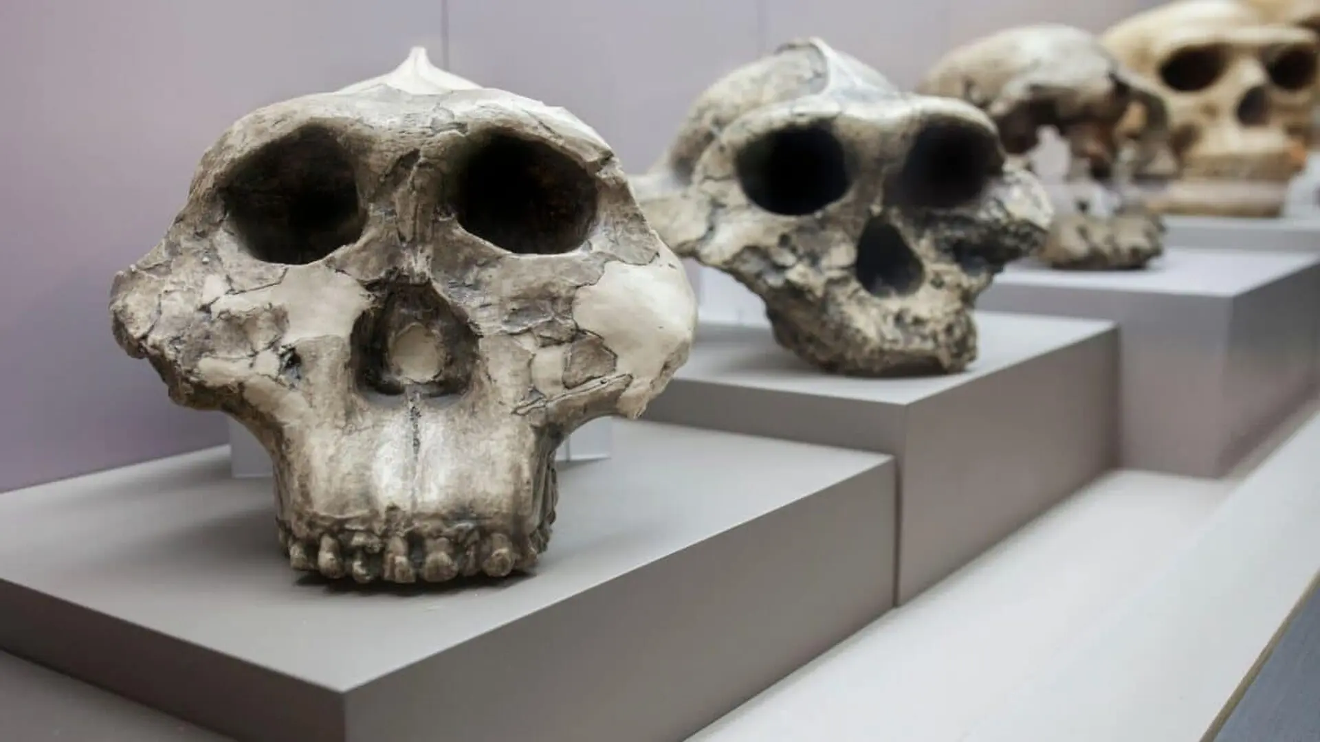 The Evolution Of Humans May Have Been Far More Complex Than The Textbooks Suggest Scaled