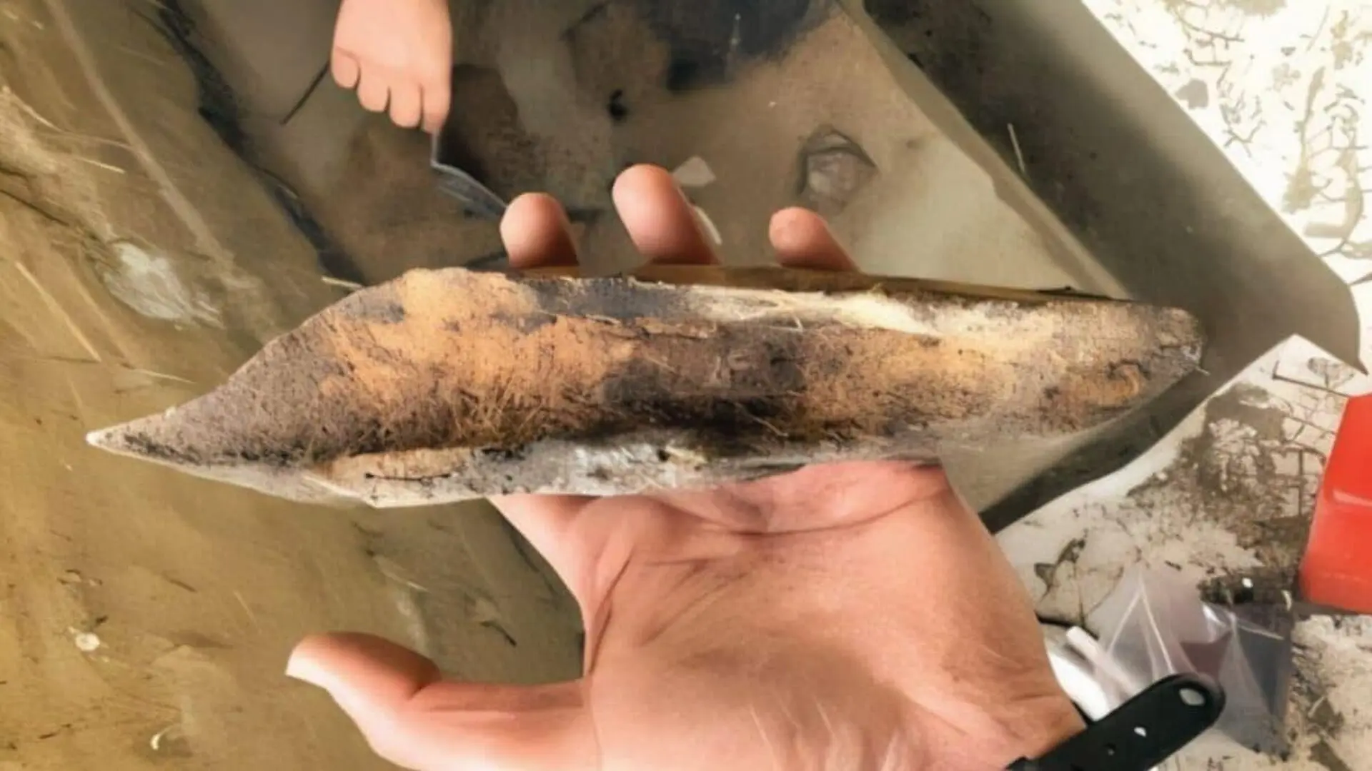 Archaeologists Find An Ancient Campsite In Alaska With Relics And A Mysterious Wolf Jawbone Scaled