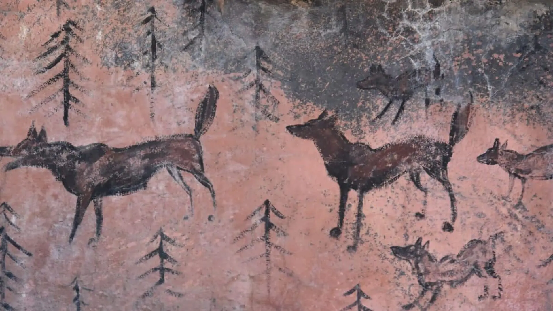 Ancient Wolves With No Dog Ancestry Reveal An Unexpected Human Connection Scaled