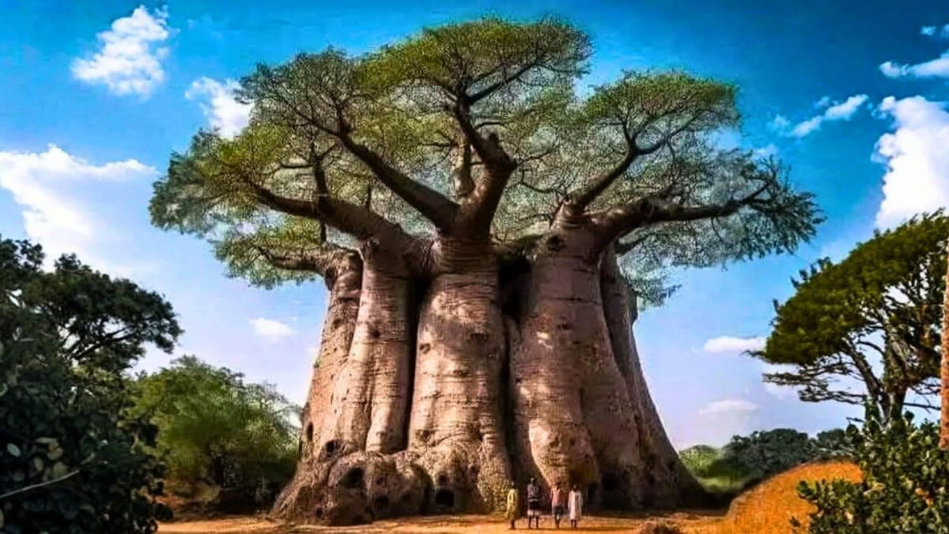 The Ancient Tree That Stores Water And Outlives Civilizations Scaled