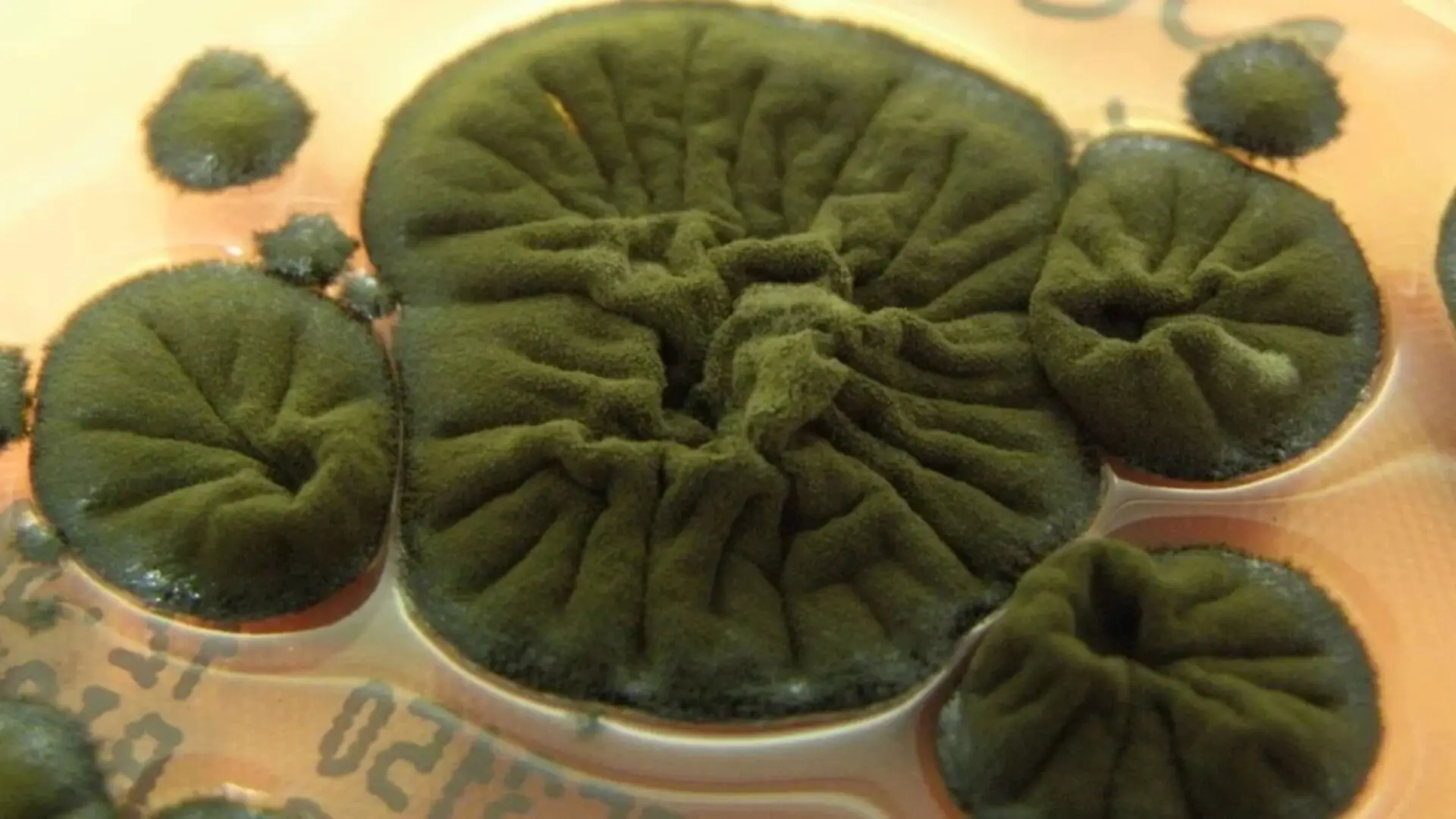 Scientists Discover Fungus In Chernobyl That Thrives On Nuclear Radiation Scaled