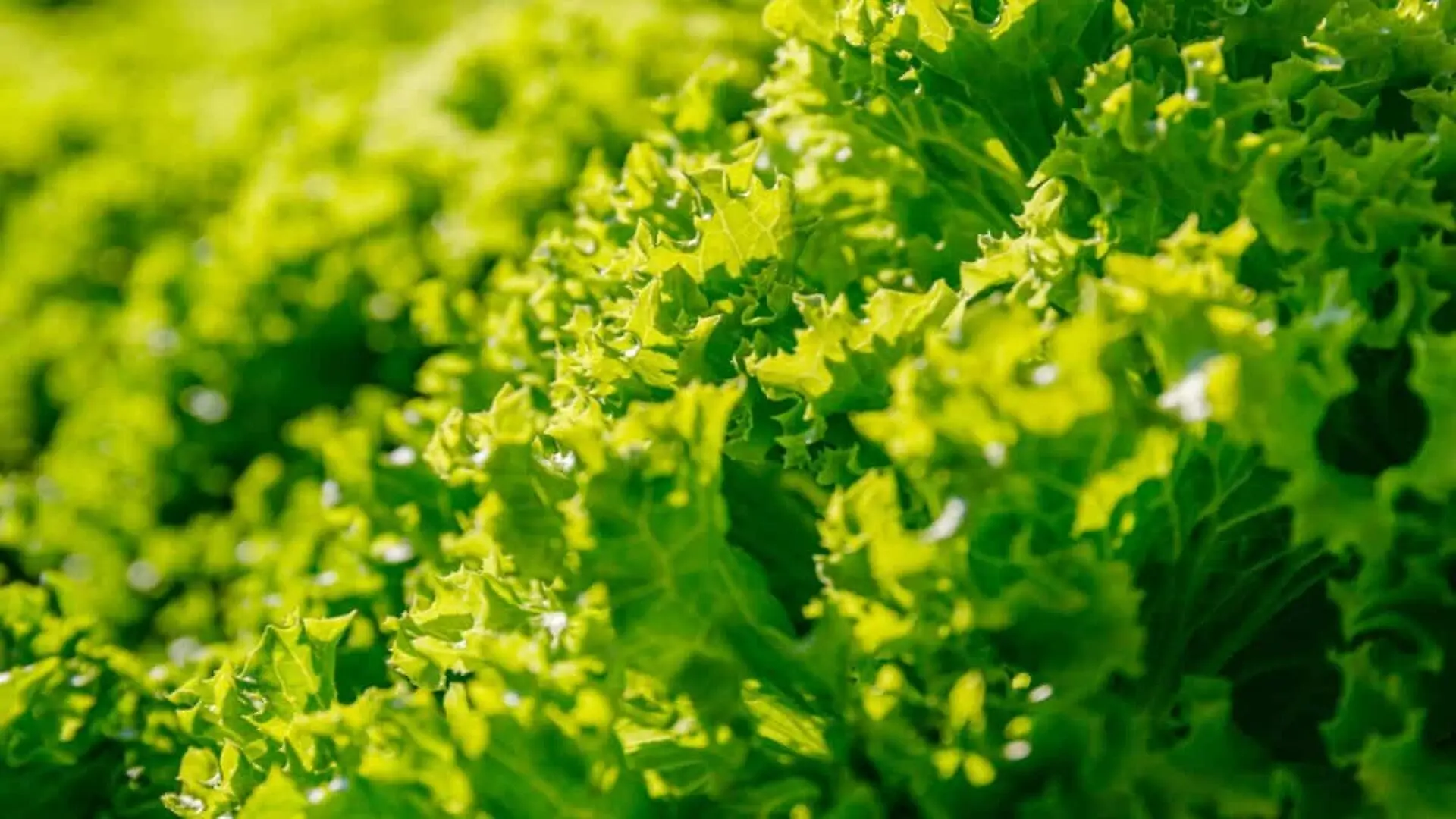 The Future Of Meat Could Start With Lettuce After Scientists Make A Surprising Breakthrough Scaled