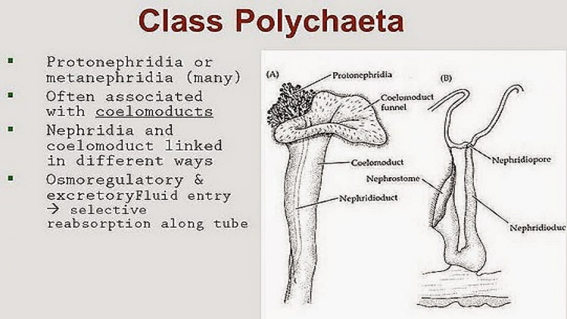 Coelom and Coelomoducts of Annelida.