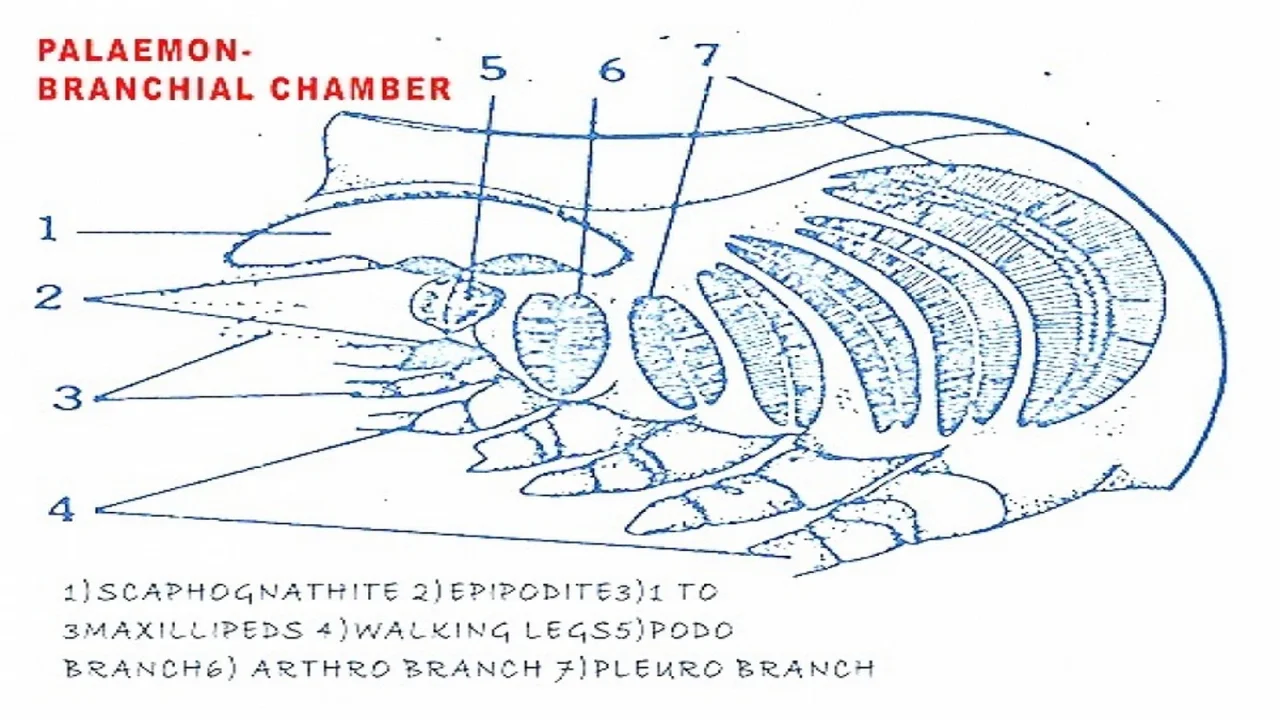 Respiratory System of Palaemon.