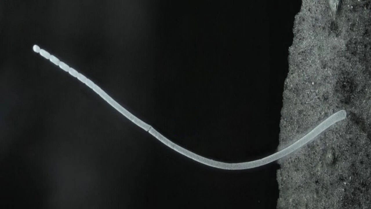 Scientists Discover a Giant Bacterium You Can See Without a Microscope, Changing Everything We Know About Life