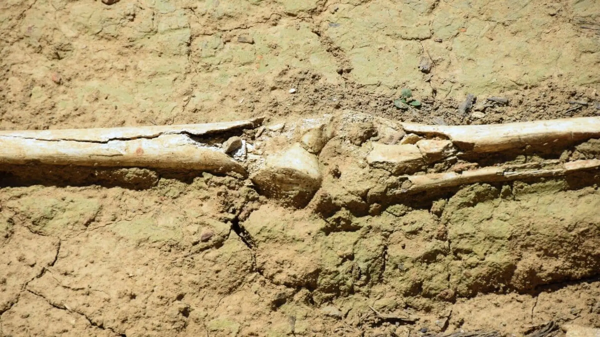 Scientists Found Rare Year Old Denisovan Bones Hidden Beneath The Sea Finally Revealing How Massive They Were Scaled