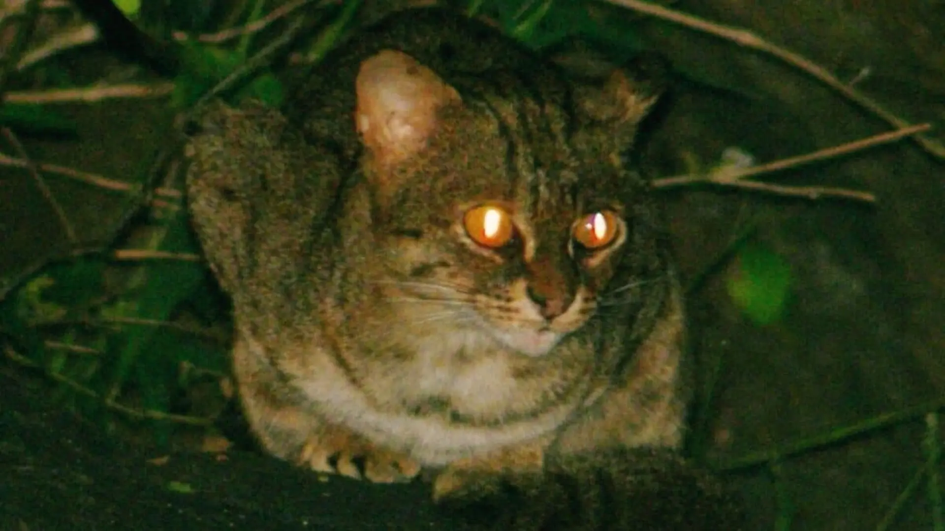 Meet The Worlds Smallest Wild Cat A Three Pound Hunter Few People Ever See Scaled
