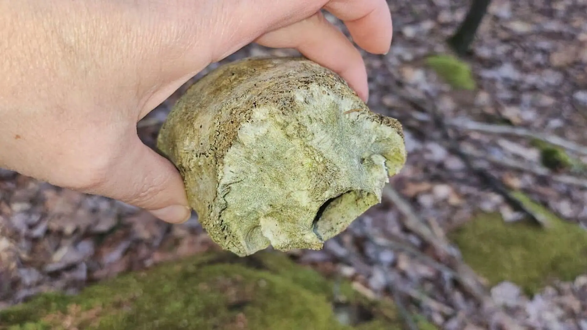 They Found A Year Old Human Skull Fragment Buried In Spanish Rock With Features Scientists Did Not Expect Scaled