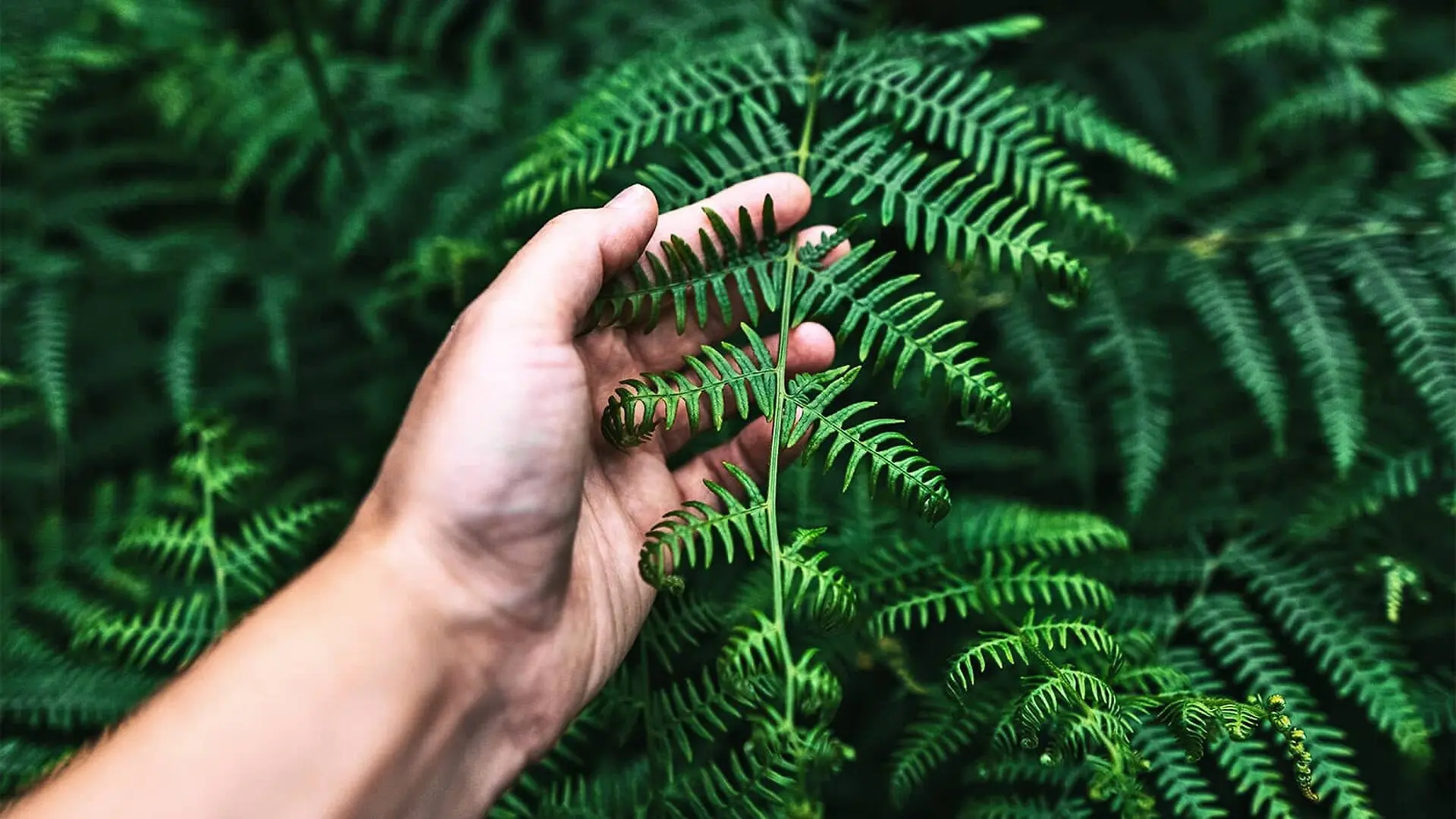 A human hand brushes a green fern.