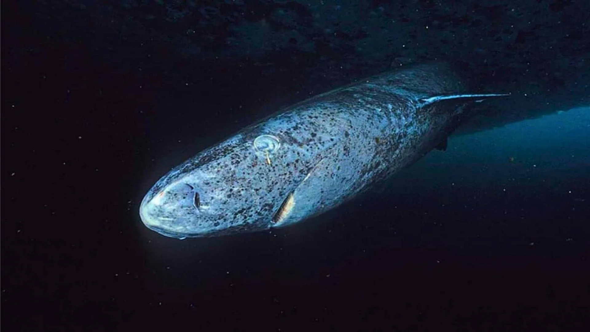 A Shark Born In Is Still Alive Today Scaled