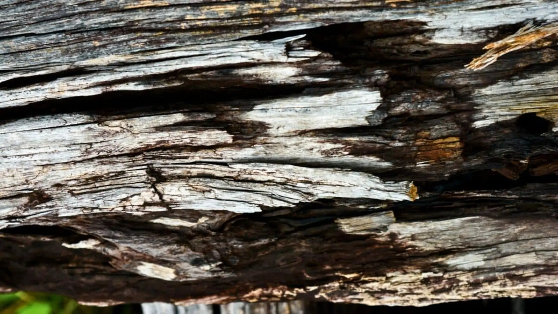 Human Ancestors Built Structures Far Earlier Than Expected Scaled