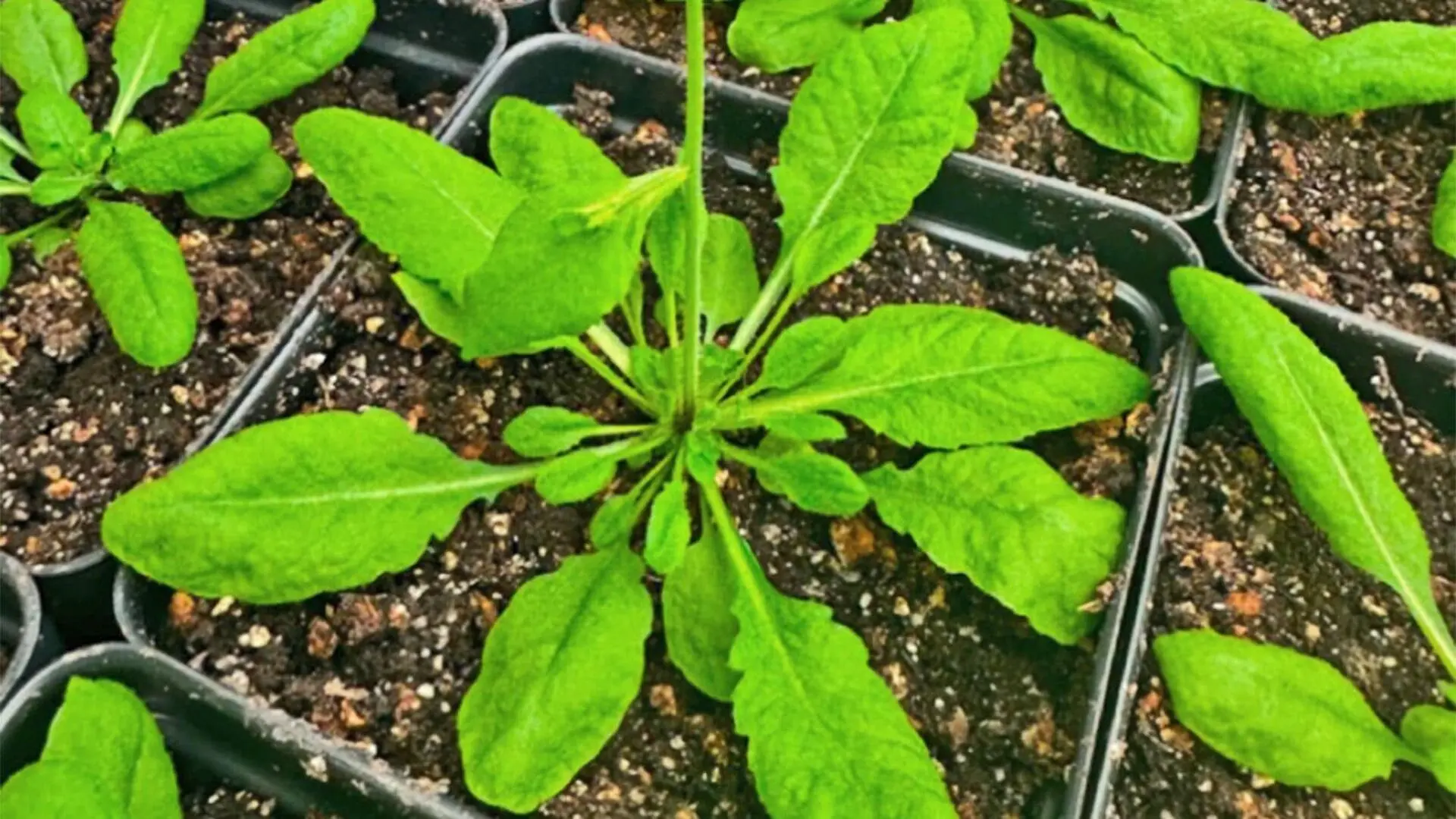 Green plants grow in small square containers.