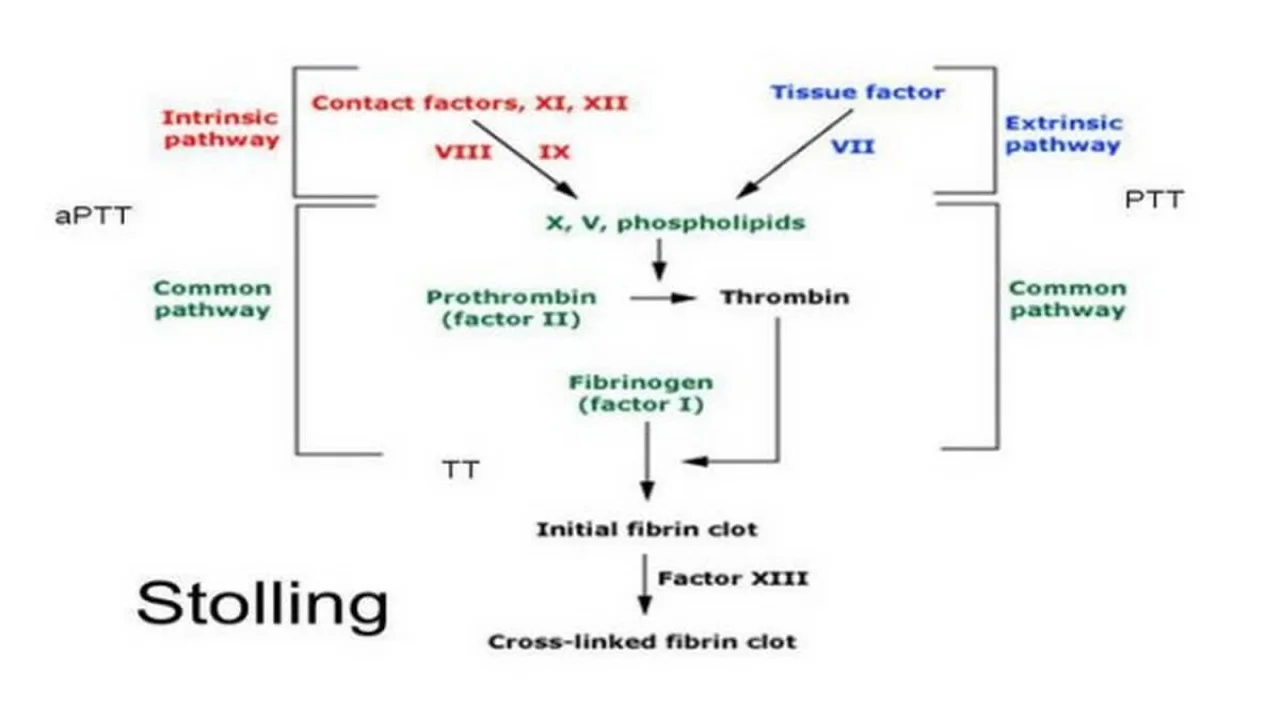 Prothrombin Time (PT)