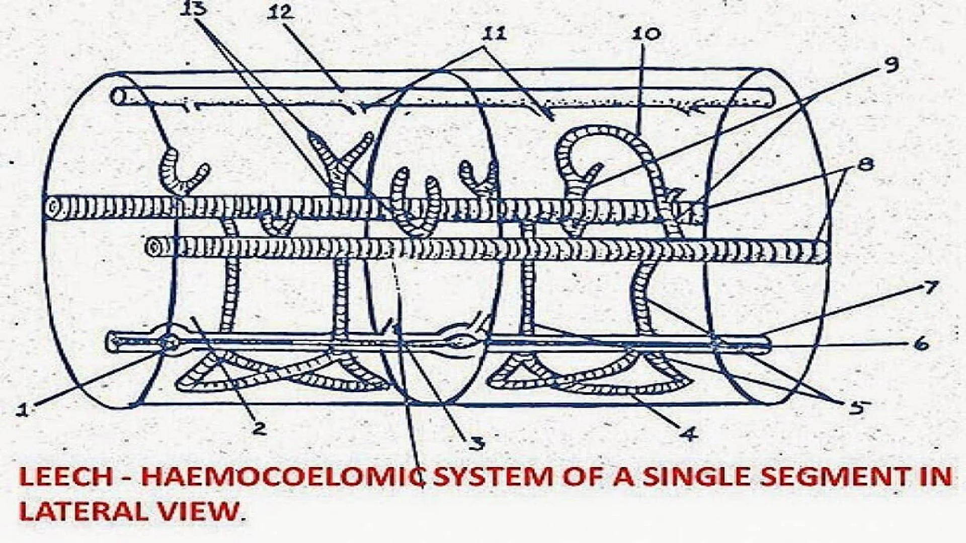 Leech: Haemocoelomic system of a single segment in lateral view.