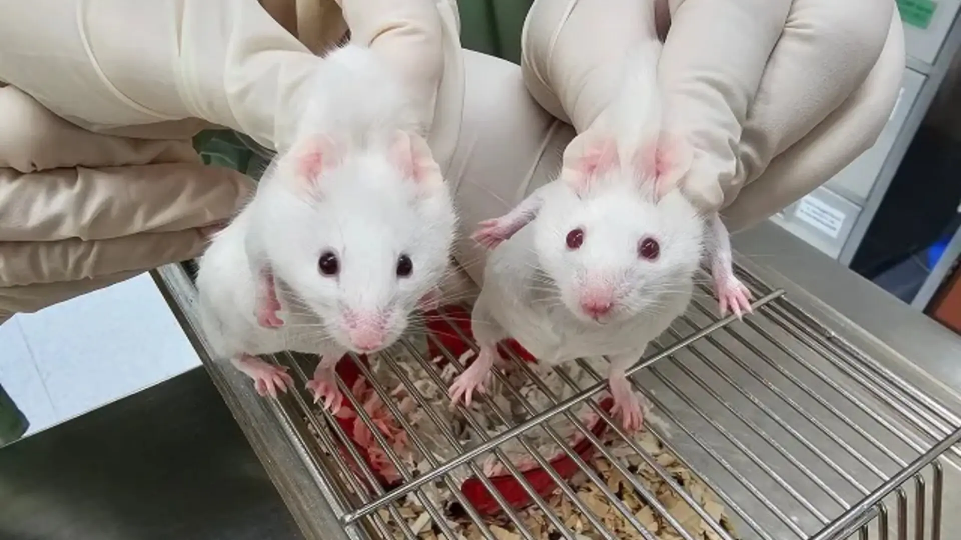 Scientists Inserted A Gene From Before Animal Life Existed Into Mice What Happened Next Left Them Stunned Scaled