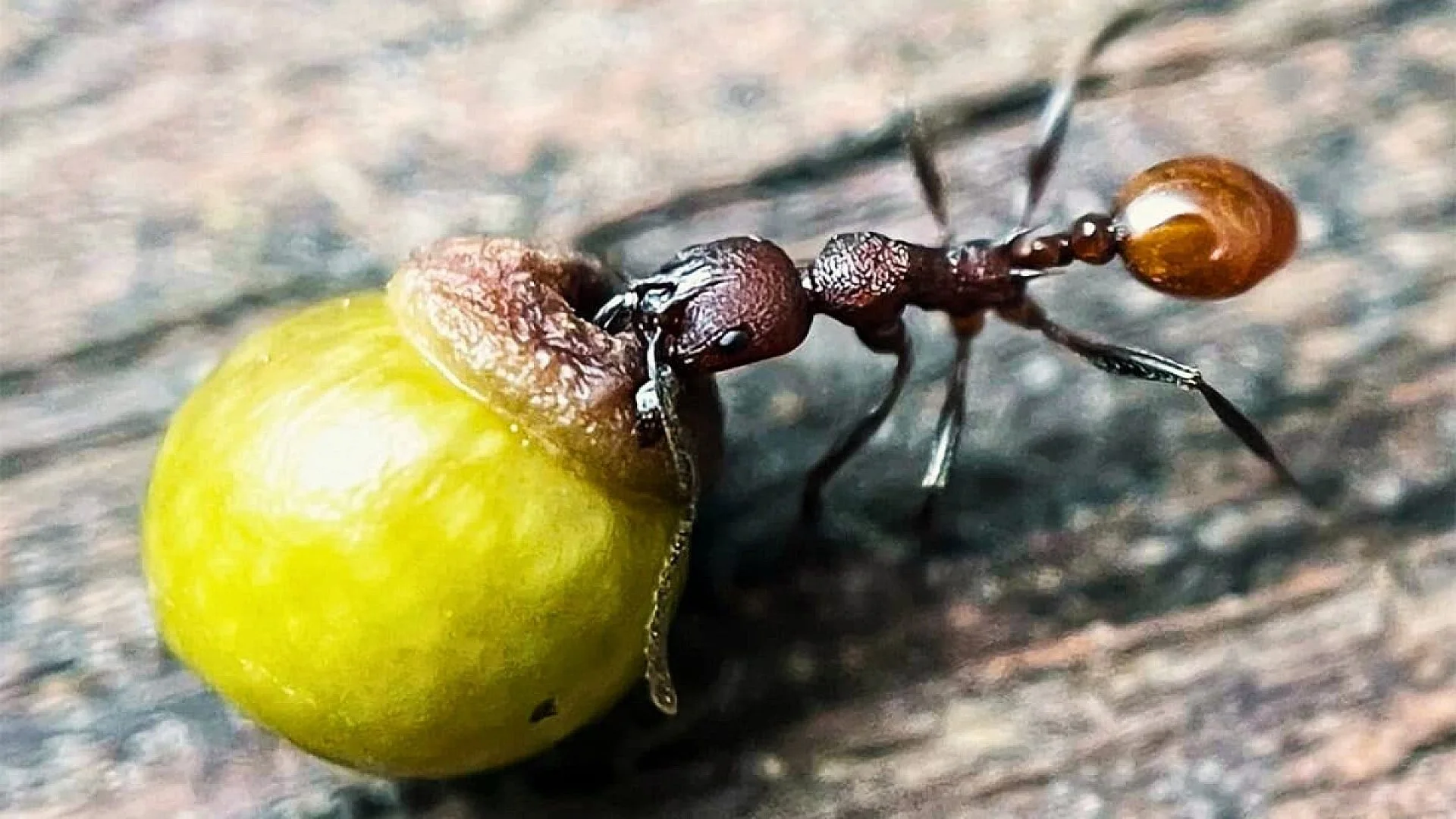 A Childs Simple Backyard Find Just Cracked A Biology Mystery That Lasted 100 Years Scaled