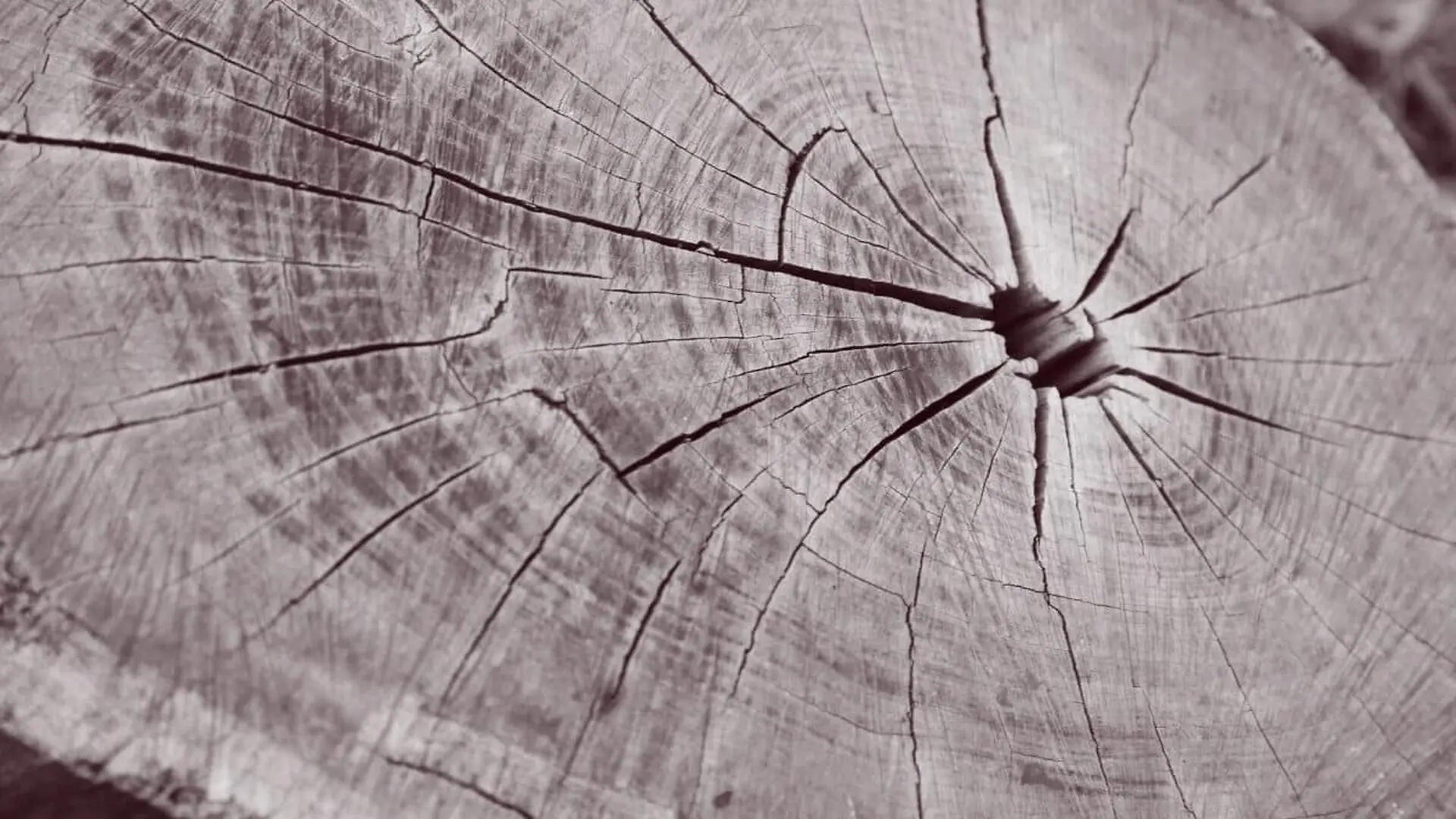Log Of Wood Cut Scaled
