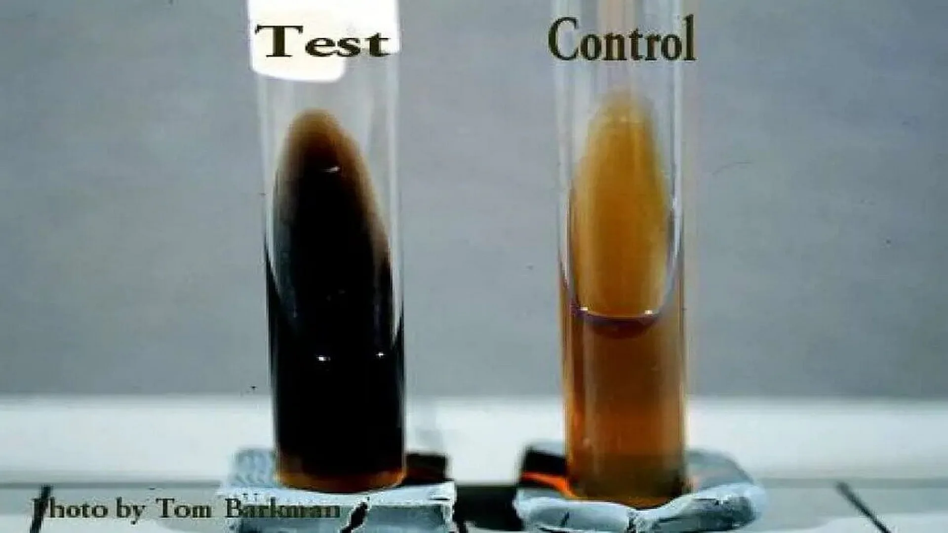 Bile Esculin Agar test