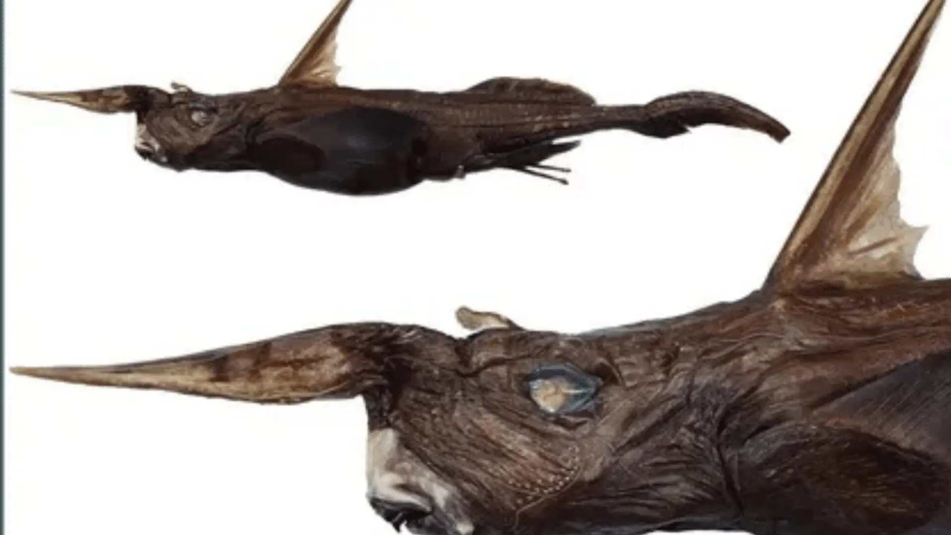 Scientists Uncover A Strange New Ghost Shark Species In Costa Ricas Deep Pacific Scaled