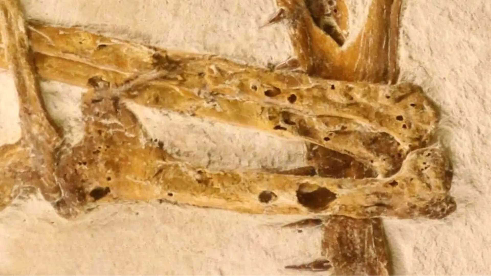 Scientists Found Rare Fossil Hidden In German Limestone It Revealed A New Species That Flew 150 Million Years Ago Scaled